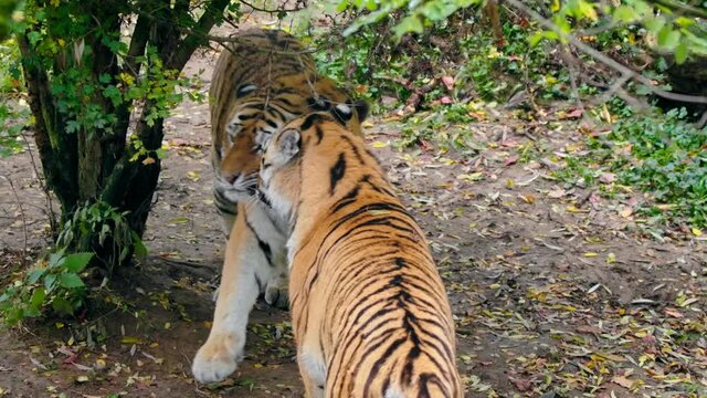 Siberian tiger (Panthera tigris altaica) fight, big cat cubs playing in forest