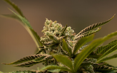Cannabis medicinal THC CBD Marihunana Marijuana