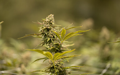 Cannabis medicinal THC CBD Marihunana Marijuana