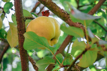 juicy, ripe apples, illuminated by the rays of the sun on the branch of an apple tree.autumn fruit...