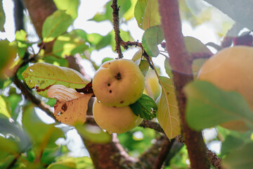 juicy, ripe apples, illuminated by the rays of the sun on the branch of an apple tree.autumn fruit...