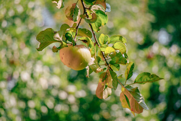 juicy, ripe apples, illuminated by the rays of the sun on the branch of an apple tree.autumn fruit harvest	
