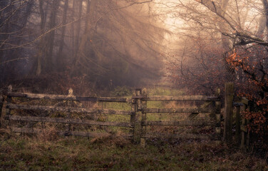 Misty Woodland Path
