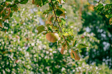 juicy, ripe apples, illuminated by the rays of the sun on the branch of an apple tree.autumn fruit harvest