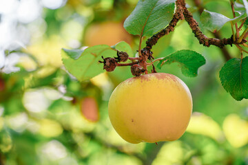 juicy, ripe apples, illuminated by the rays of the sun on the branch of an apple tree.autumn fruit...