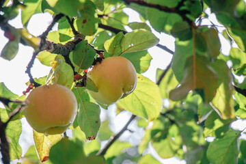 juicy, ripe apples, illuminated by the rays of the sun on the branch of an apple tree.autumn fruit harvest	
