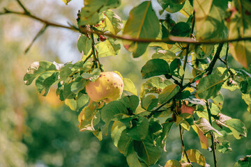 juicy, ripe apples, illuminated by the rays of the sun on the branch of an apple tree.autumn fruit...