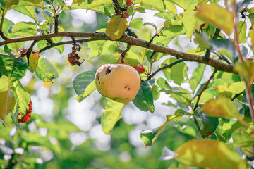 juicy, ripe apples, illuminated by the rays of the sun on the branch of an apple tree.autumn fruit...