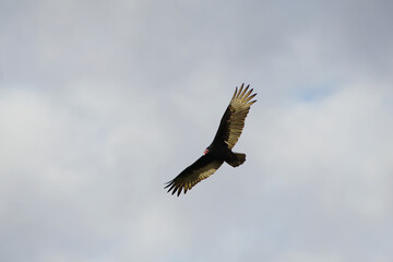 A Turkey Vulture Soaring Overhead with Wings Spread Wide and Red Head