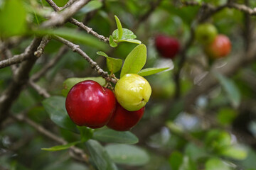 Branch of ripe acerola cherries and a green one. This tropical fruit grows in the summer time and it brings so many benefits for health.