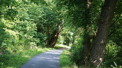 trail in the woods