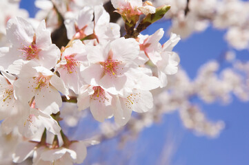 Obraz premium 青空を背景に暖流桜のクローズアップ 