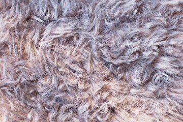 gray fur texture close-up abstract fur background