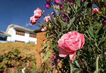 Beautiful close-up of a rose among the garden plants on a farm.