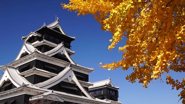 風にゆれる大イチョウの黄葉と熊本城