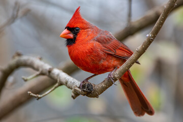 Male Northern Cardinal Perched on Branch of Chinese Fringe Tree in Louisiana in Winter Time