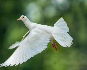 White Dove in Flight Against Green Background