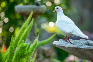 White Dove of Peace Perched on Birdbath in Louisiana Garden