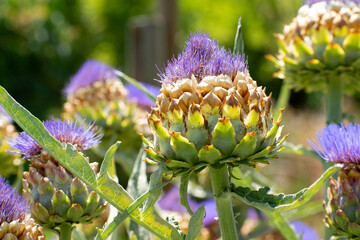 artichoke in bloom
