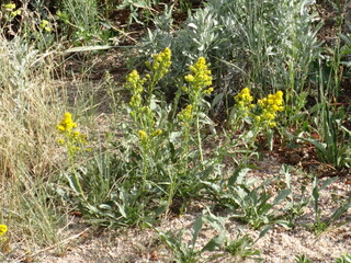 yellow flowers in the grass