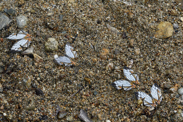 イシガケチョウの集団吸水（沖縄県・石垣島）
