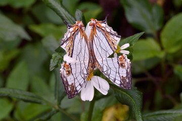 吸蜜するイシガケチョウ（沖縄県・石垣島）
