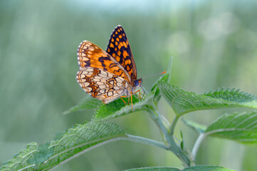 ウスイロヒョウモンモドキ（岡山県・新見市）
