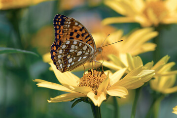 吸蜜するウラギンヒョウモンの雌（北海道・鶴居村）
