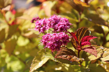 Golden leaves and flower buds on a Spirea Shrub