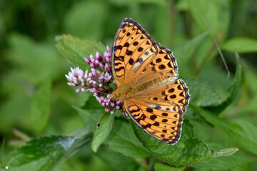 吸蜜するギンボシヒョウモンの雌（北海道・層雲峡）
