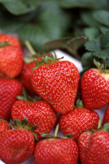 Freshly home grown strawberries in a white bowl in the garden