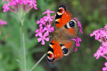 吸蜜するクジャクチョウ（北海道・本別町）
