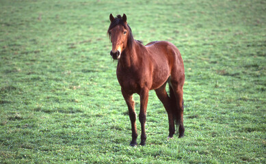 Horse in a paddock
