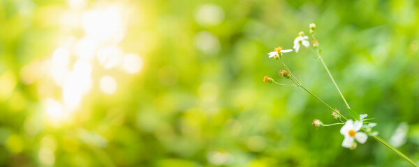 Closeup of mini white flower with yellow pollen under sunlight with copy space using as background green natural plants landscape, ecology cover page concept.