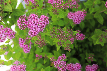 Delicate pink flowers blooming on a Little Princess Spirea