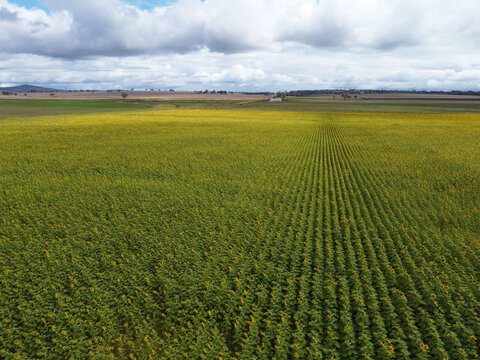 Stunning field of yellow sunflowers in a country rural setting in Southern Downs, Queensland, Australia