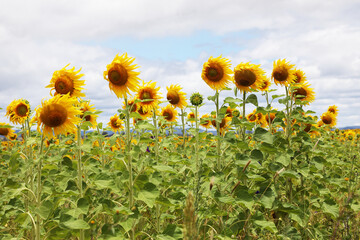Stunning field of yellow sunflowers in a country rural setting in Southern Downs, Queensland,...