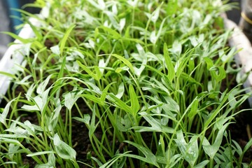 fresh Ipomcea aquatica plant in nature garden