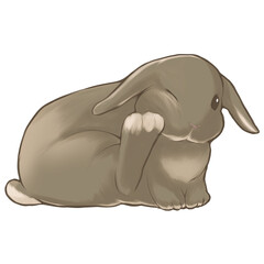 Holland lop