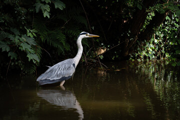 great blue heron