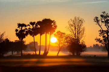 silhouette tree in thailand with Sunrise.Tree silhouetted against a setting sun.Dark tree on open field dramatic sunrise.Typical thailand sunset with trees in Khao Yai National Park, Thailand