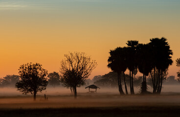 Obraz premium silhouette tree in thailand with Sunrise.Tree silhouetted against a setting sun.Dark tree on open field dramatic sunrise.Typical thailand sunset with trees in Khao Yai National Park, Thailand