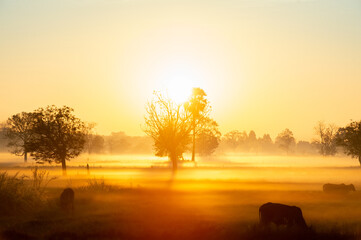 silhouette tree in thailand with Sunrise.Tree silhouetted against a setting sun.Dark tree on open field dramatic sunrise.Typical thailand sunset with trees in Khao Yai National Park, Thailand