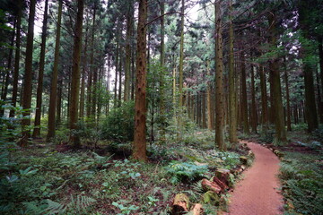 an impressive cedar forest with path