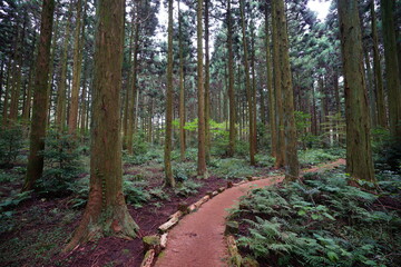 cedar and fern and path in the autumn forest