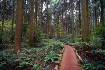 cedar and fern and path in the autumn forest