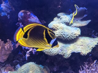 Fish Inside of Aquarium