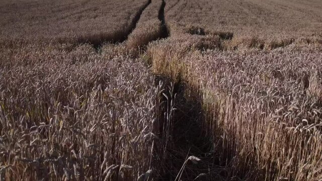 Traces of combine-harvester at wheat field
