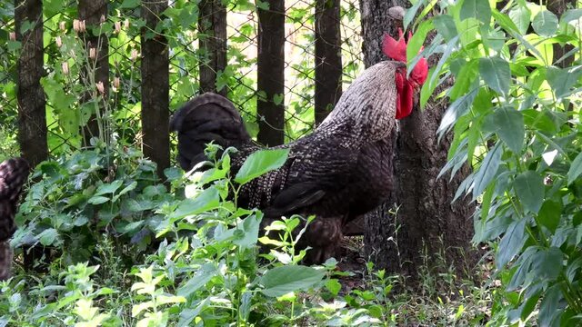Rooster and hens walk and graze among green grass