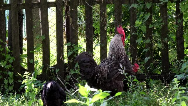Black hens graze in lush green herbs and peck leaf